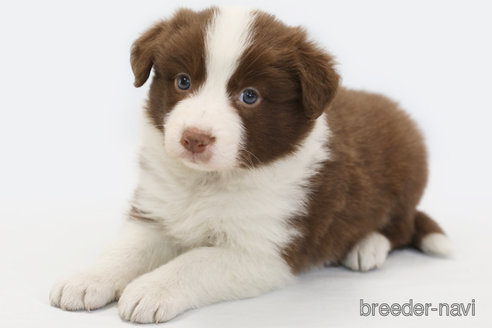 成約済の神奈川県のボーダーコリー-369083の1枚目